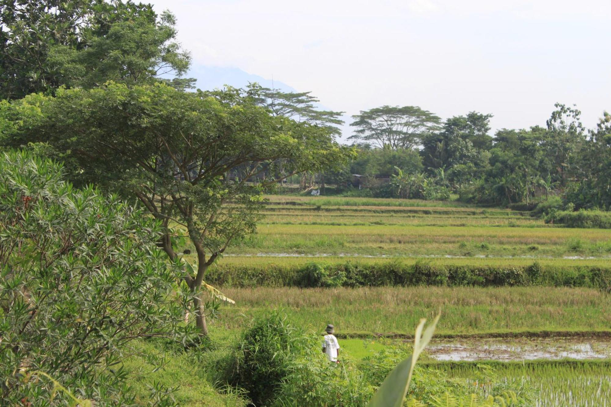Alamanda Family Villas, Pool & Local Tours Jogjakarta Buitenkant foto